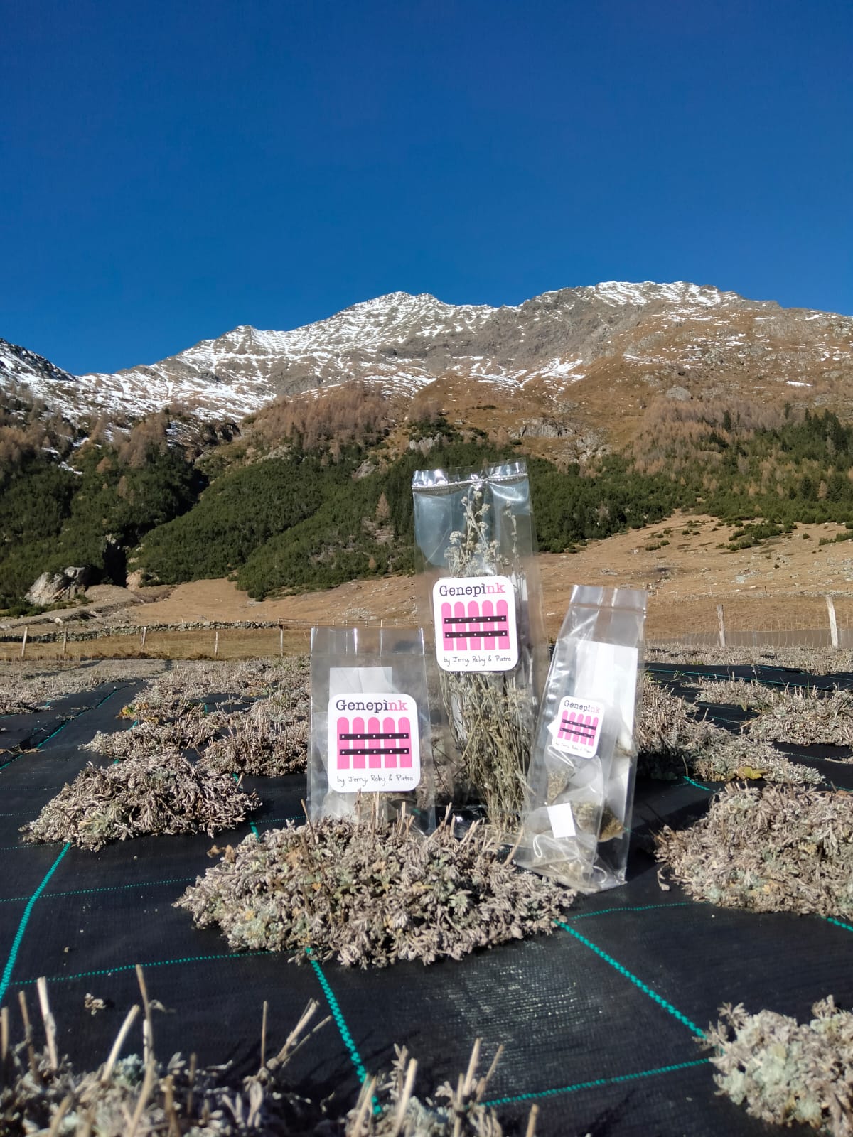 Bustine di genepì nel campo